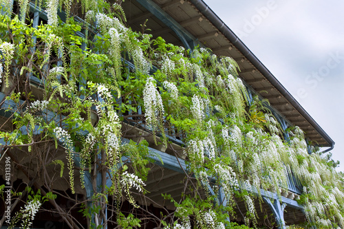 Glycine, maison, balcon, terrasse, plante, fleur, jardin" photo ... Coloniales Créatif Balcon