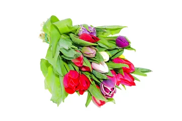 Crédence de cuisine en verre imprimé Macro tulipe