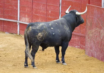 Afwasbaar Fotobehang Stierenvechten Stier wacht op de stierenvechter