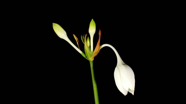 white Amazon lily flower  (Eucharis grandiflora) timelapse