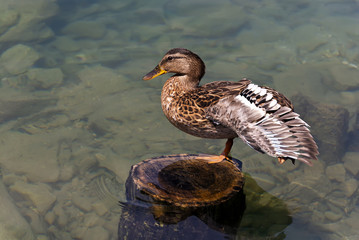 Duck