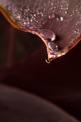 dew drops