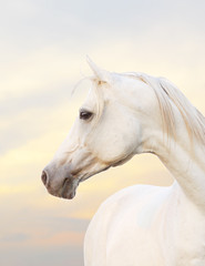 white horse - obrazy, fototapety, plakaty