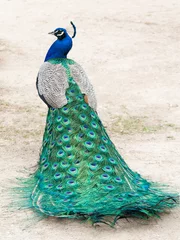 Printed kitchen splashbacks Peacock Peacock