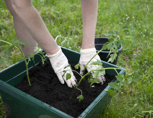 Fototapeta premium planting
