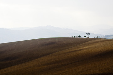 Fototapeta na wymiar Romagna Hills (in Italy) with foggy background and trees in siholuette.