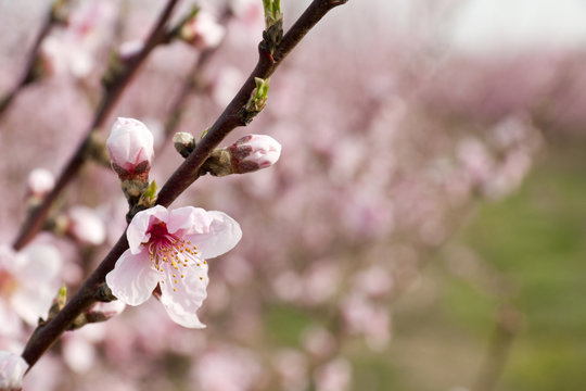 Peach flowers in spring from a row of peach trees
