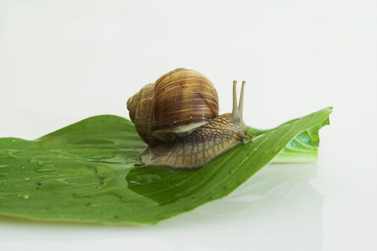 Roman snail on the single, green leaf with drops of water on it.