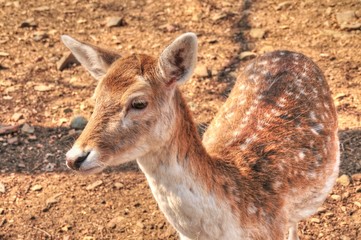 Biche