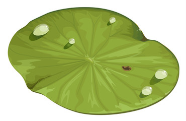 lotus leaf © GraphicsRF