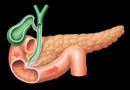 Fettverdauung- Pankreasenzyme, und Gallensekrete