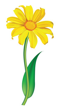 Sun flower Vector