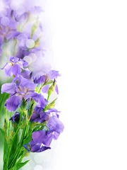 Afwasbaar Fotobehang Iris Mooie iris bloem achtergrond