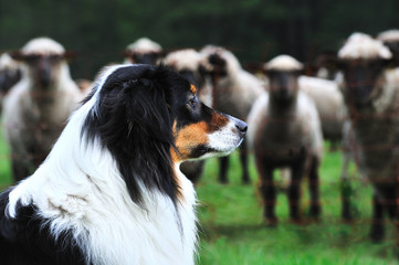 Hütehund Australian Shepherd