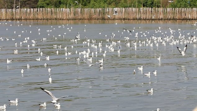 Group of sea gulls on sed beach , HD video