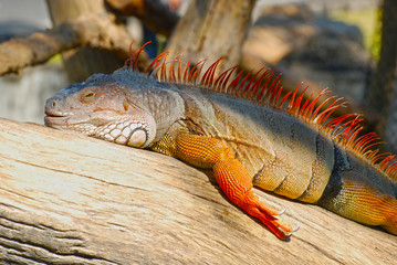The green iguana