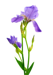 Belle fleur d& 39 iris isolée sur le blanc