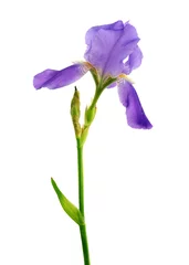Papier Peint photo Lavable Iris Belle fleur d& 39 iris isolée sur le blanc