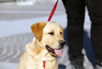 passeggiata con il cane