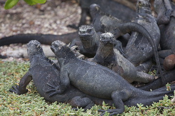 Galapagos 16
