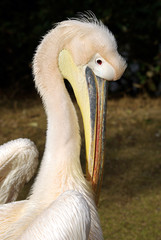 Vertical portrait of pelican