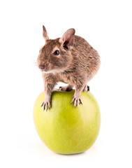 Young degu sitting on the apple (4 month)