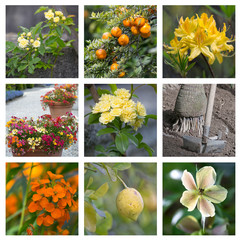 Mosa&iuml;que jaune et orange