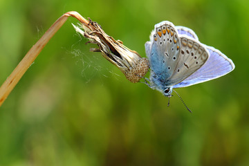 farfalla su fiore secco