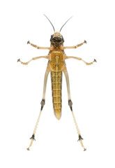 Cricket against white background