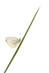 Green-veined White, Pieris napi, on grass