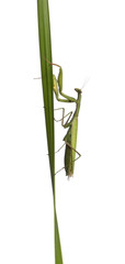 Female European Mantis or Praying Mantis, Mantis religiosa