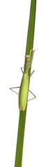 Female European Mantis or Praying Mantis, Mantis religiosa