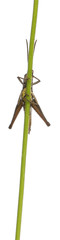 Grasshopper, Chorthippus montanus, on plant stem