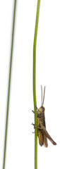 Grasshopper, Chorthippus montanus, on plant stem