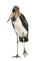 Portrait of Marabou Stork, Leptoptilos crumeniferus, 1 year old