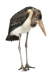 Marabou Stork, Leptoptilos crumeniferus, 1 year old