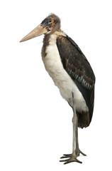 Portrait of Marabou Stork, Leptoptilos crumeniferus, 1 year old