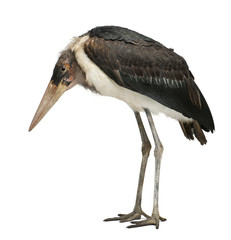 Marabou Stork, Leptoptilos crumeniferus, 1 year old