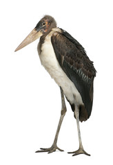Marabou Stork, Leptoptilos crumeniferus, 1 year old