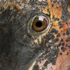 Close up of Marabou Stork, Leptoptilos crumeniferus, 1 year old