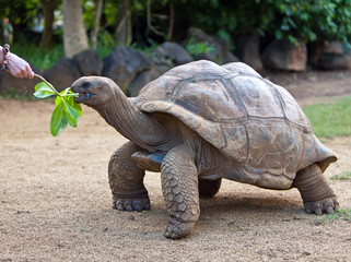 Big Seychelles turtle eat.La Vanille Reserve park.Mauritius... - 41326314