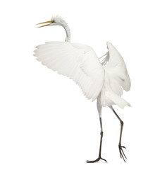 Great Egret or Great White Egret or Common Egret, Ardea alba