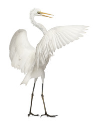 Great Egret or Great White Egret or Common Egret, Ardea alba