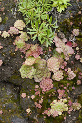 always alive plants growing on rocks