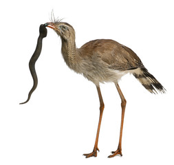 Obraz premium Red-legged Seriema or Crested Cariama, Cariama cristata