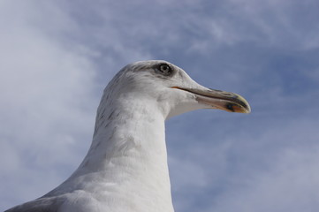 カモメ