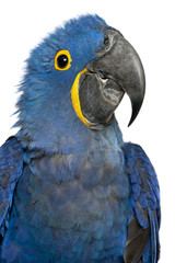 Portrait of Hyacinth Macaw, Anodorhynchus hyacinthinus