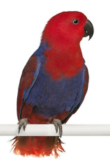 Female Eclectus Parrot, Eclectus roratus