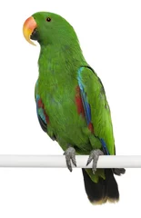 Foto op Plexiglas Male Eclectus Parrot, Eclectus roratus © Eric Isselée