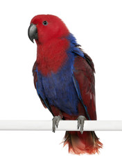 Portrait of Female Eclectus Parrot, Eclectus roratus